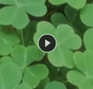 History of St. Patrick's Day